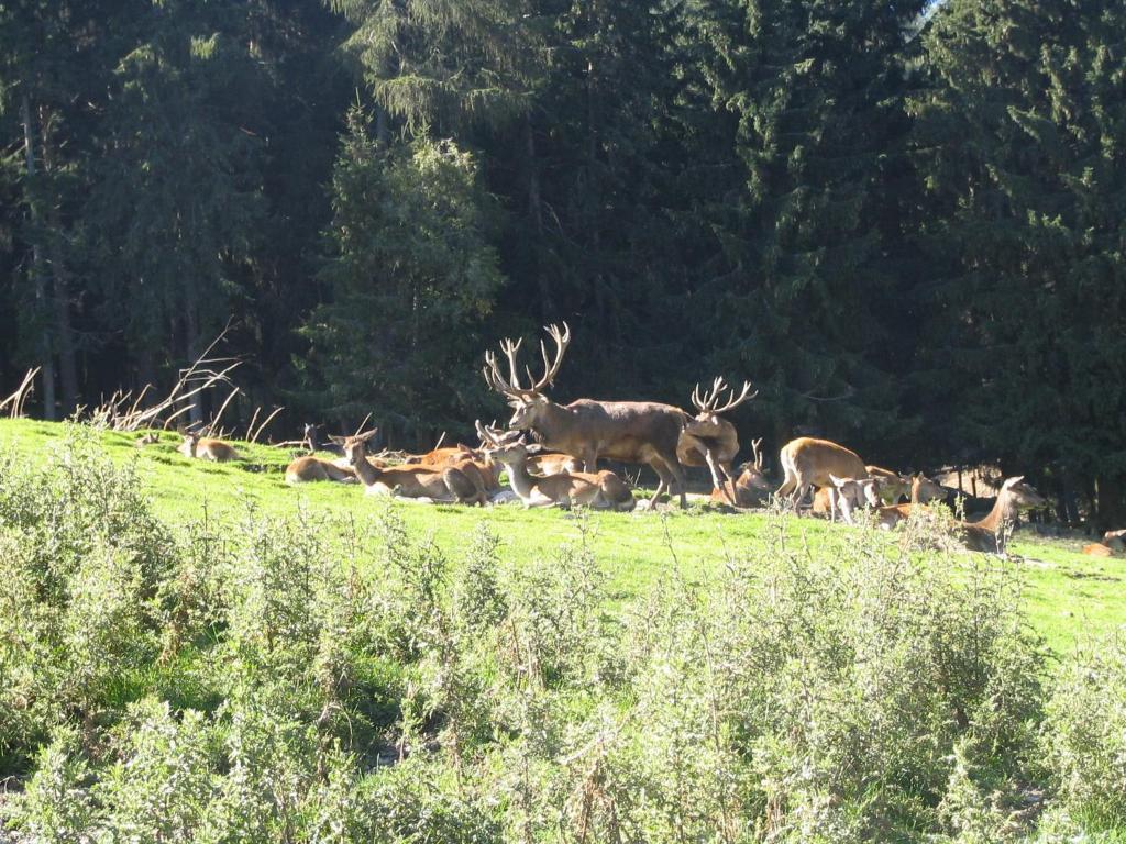 Aparthotel Garni Monte Kartitsch Dış mekan fotoğraf